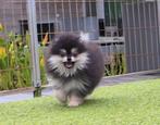 Pomeranian pomeriaan pup bearface Black & White reu, Dieren en Toebehoren, België, Particulier, 15 weken tot 1 jaar, Reu