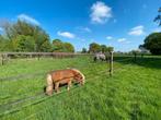 Pensionstalling Chaam, Dieren en Toebehoren, Stalling en Weidegang, Stalling