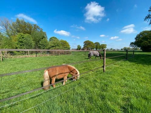 Pensionstalling Chaam, Dieren en Toebehoren, Stalling en Weidegang, Stalling