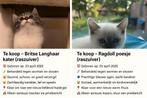 Kittens