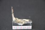 Enchodus Boven-Krijt, Verzamelen, Mineralen en Fossielen, Ophalen of Verzenden, Fossiel
