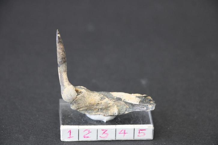 Enchodus Boven-Krijt, Verzamelen, Mineralen en Fossielen, Fossiel, Ophalen of Verzenden