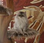 Laatste Prachtige Siberische X Perzische Poesje, Dieren en Toebehoren, Katten en Kittens | Raskatten | Langhaar, Poes, Ontwormd