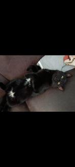 Op zoek naar een gouden mandje, Dieren en Toebehoren, Katten en Kittens | Overige Katten, Kater