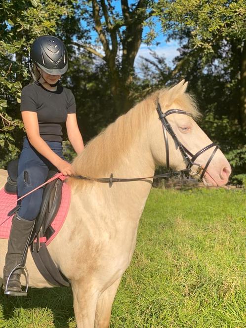 Verzorger / bijrijder aangeboden, Dieren en Toebehoren, Paarden en Pony's | Verzorgingsproducten, Ophalen of Verzenden