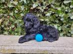 Golden Doodle pups || klaar voor hun gouden mandje, Dieren en Toebehoren, Golden retriever, Parvo, 8 tot 15 weken, Meerdere