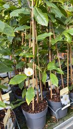 Groenblijvende magnolia geschikt voor bij de schutting Nieuw, Tuin en Terras, Lente, Overige soorten, Ophalen, Volle zon