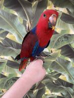 Jonge Baby Edelpapegaai | Handtam | Kleurrijk | Nieuwsgierig, Dieren en Toebehoren, Vogels | Parkieten en Papegaaien, Meerdere dieren