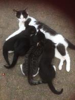 Lieve kittens, gratis ophalen, Meerdere dieren, Kortharig, 0 tot 2 jaar