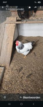 Gratis Haan, Dieren en Toebehoren, Pluimvee, Mannelijk, Kip