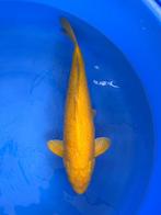 Diverse Japanse koi karper | Koikarpers  | Nisai vissen, Karper of Koi