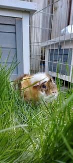 Cavia mannetje/beertje, Dieren en Toebehoren, Knaagdieren, Mannelijk, Cavia, Tam