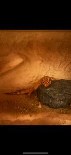 Luipaardgekko Vrouw, Dieren en Toebehoren, Reptielen en Amfibieën, Hagedis, 3 tot 6 jaar