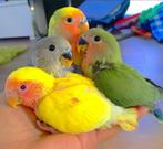Agapornis dwergpapegaai roseicolli handtam, Dieren en Toebehoren, Dwergpapegaai of Agapornis, Tam