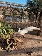 Witte pauwen | Verschillende leeftijden | Passend advies, Meerdere dieren, Overige soorten