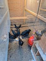 Ajam cemani kippen te koop, Dieren en Toebehoren, Vogels | Overige Vogels, Meerdere dieren