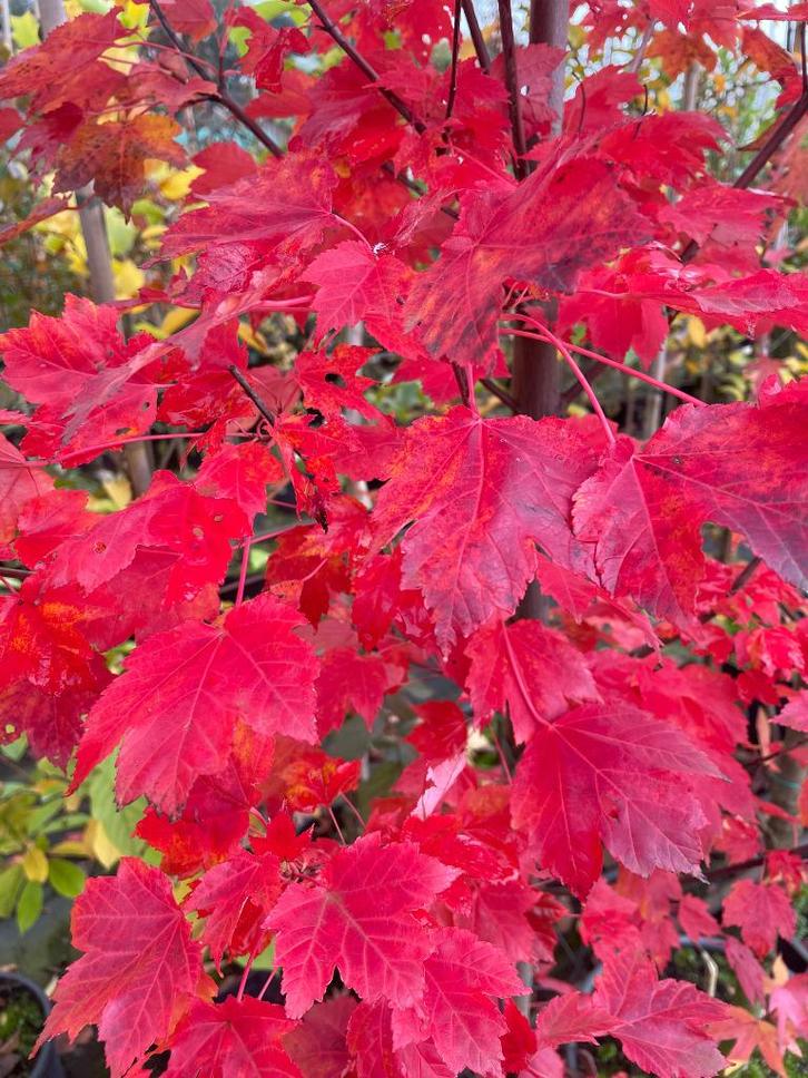 Planten Met Een Schitterende Herfstkleur, Tuin en Terras, Planten | Tuinplanten, Vaste plant, Overige soorten, Volle zon, Lente