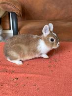 Dwergkonijn rammetje 8 weken löffelohr, Dieren en Toebehoren, Mannelijk, Dwerg