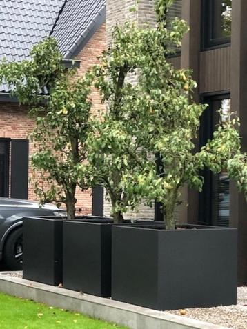 Oude Perenbomen 'Conference', voor maar € 149,50 p.st.!!! beschikbaar voor biedingen