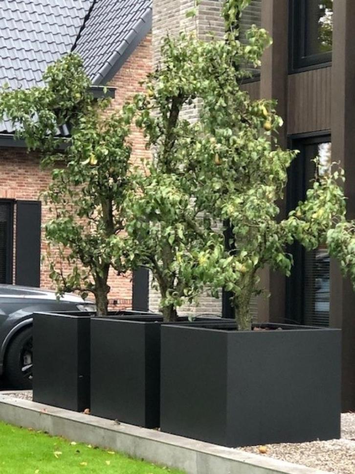 Oude Perenbomen 'Conference', voor maar € 149,50 p.st.!!!, Tuin en Terras, Planten | Fruitbomen, Perenboom, 100 tot 250 cm, Volle zon