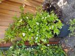 Toscaanse jasmijn plantjes, Tuin en Terras, Planten | Struiken en Hagen, Ophalen, Overige soorten, 100 tot 250 cm