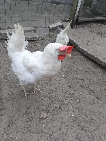 Witte Leghorn kippen  beschikbaar voor biedingen