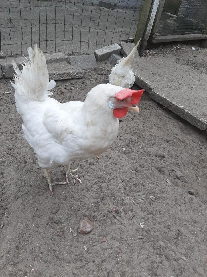 Witte Leghorn kippen, Dieren en Toebehoren, Pluimvee, Kip, Meerdere dieren