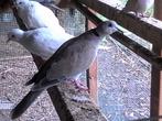 Tortelduiven jong en productief, Dieren en Toebehoren, Meerdere dieren, Tortelduif