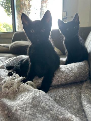 lieve katers (kittens) te koop beschikbaar voor biedingen
