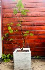 Vijgenboom met pot, Tuin en Terras, Planten | Bomen, Bloeit niet, Overige soorten, 100 tot 250 cm, Ophalen