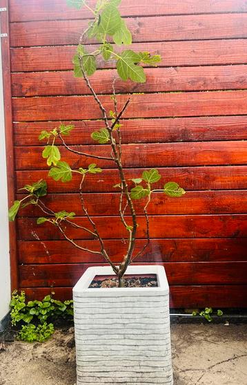 Vijgenboom met pot beschikbaar voor biedingen