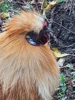 zijdehoender hanen, Dieren en Toebehoren, Mannelijk, Kip