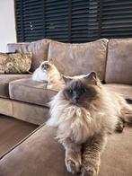 EEN MOOI RAGDOLL DUO. Lees advertentie!, Dieren en Toebehoren, Katten en Kittens | Overige Katten, Kater