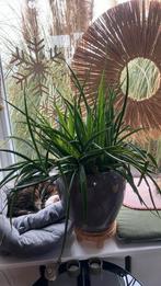 Grote Sanseveria kamerplant, Ophalen of Verzenden, Halfschaduw, Minder dan 100 cm