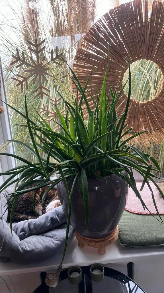 Grote Sanseveria kamerplant, Huis en Inrichting, Kamerplanten, Minder dan 100 cm, Halfschaduw, Ophalen of Verzenden