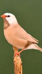 Te koop gevraagd gordelgrasvinken, Dieren en Toebehoren, Meerdere dieren