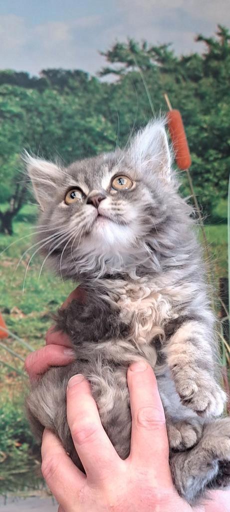 Prachtige Maine coon kittens  VROUWTJE, Dieren en Toebehoren, Katten en Kittens | Raskatten | Langhaar, Meerdere dieren, 0 tot 2 jaar