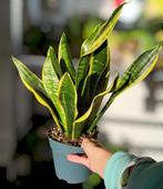 Sansevieria, Ophalen of Verzenden, Overige soorten, Minder dan 100 cm