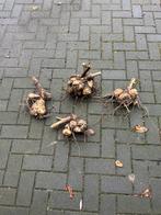 Te koop mooie dahlia knollen, Tuin en Terras, Bloembollen en Zaden, Ophalen, Volle zon, Knol
