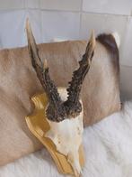 Gewei echt reegeweitje, Verzamelen, Dierenverzamelingen, Ophalen of Verzenden, Zo goed als nieuw, Hert, Gewei of Kop