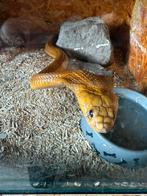 1.0 Naja nivea cb23, Dieren en Toebehoren, Slang, 3 tot 6 jaar