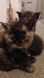 Britse korthaar kittens, Dieren en Toebehoren, Meerdere dieren