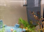 MOET SNEL WEG! Juwel aquarium met vissen en slakken., Dieren en Toebehoren, Ophalen, Gebruikt, Gevuld zoetwateraquarium