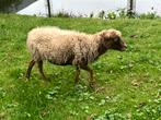 Achtjarige Ouessant Ooi te koop, Dieren en Toebehoren, Schapen, Geiten en Varkens, Vrouwelijk, Schaap