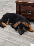 Duitse herder pup, Reu, 8 tot 15 weken, Langhaar, CDV (hondenziekte)