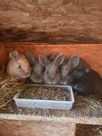 2 grijze rammen zoeken thuis, Dieren en Toebehoren, Konijnen, Mannelijk, Klein, 0 tot 2 jaar