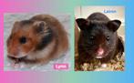 Syrische hamsters / Goudhamsters verwacht., Dieren en Toebehoren, Knaagdieren, Hamster, Augustus, Meerdere dieren, Tam