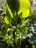Duitse pijp. met licht gele bloemen. Gratis. Zelf uit graven, Volle zon, Vaste plant, Zomer, Ophalen