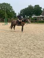 lieve vierjarige B pony's, Dieren en Toebehoren, B, Gechipt, Ruin, 3 tot 6 jaar