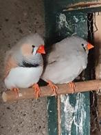 Mooi koppel zebravinken, Dieren en Toebehoren, Vogels | Overige Vogels, Meerdere dieren